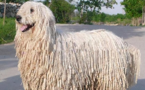 长毛狗狗品种有哪些