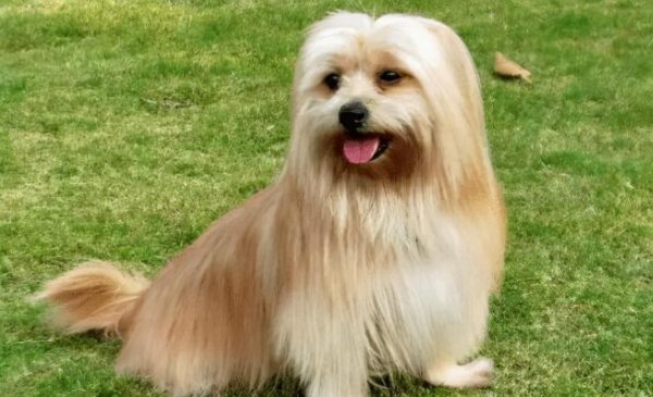 长毛狗狗品种有哪些