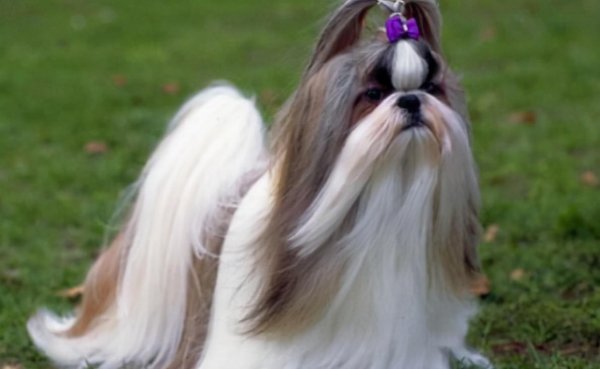 长毛狗狗品种有哪些