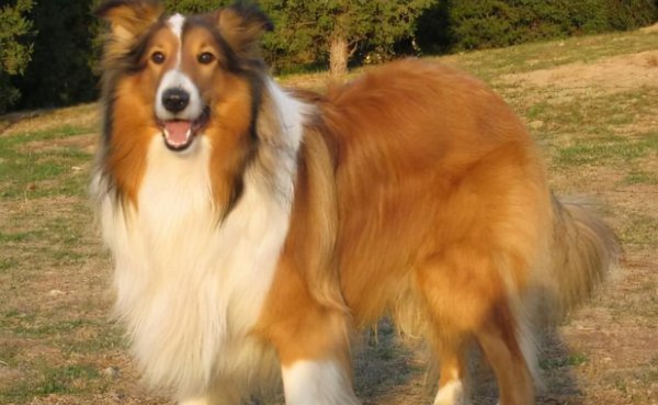 长毛狗狗品种有哪些