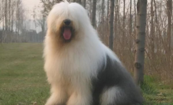 长毛狗狗品种有哪些