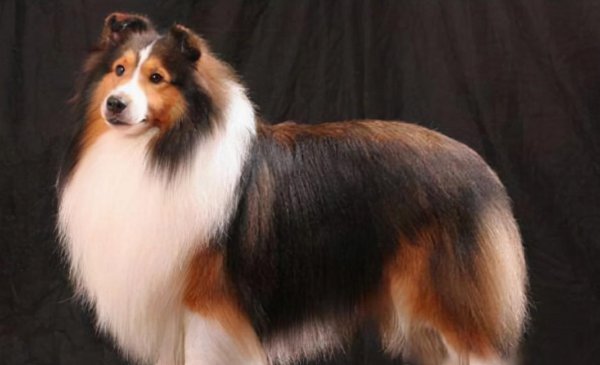 长毛狗狗品种有哪些