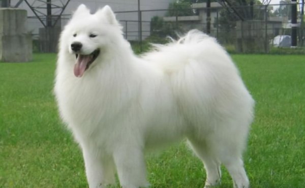 长毛狗狗品种有哪些