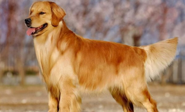 长毛狗狗品种有哪些