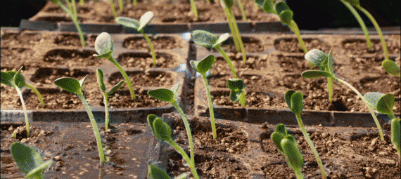 都江堰是哪个朝代修建的