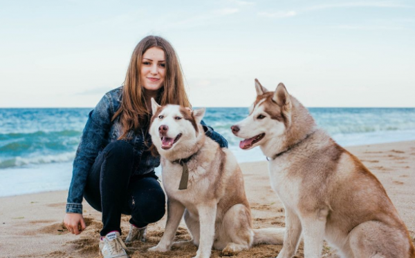 流浪狗认新主人的动作