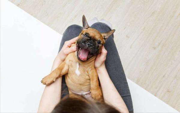 流浪狗认新主人的动作