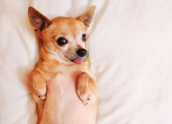 流浪狗认新主人的动作