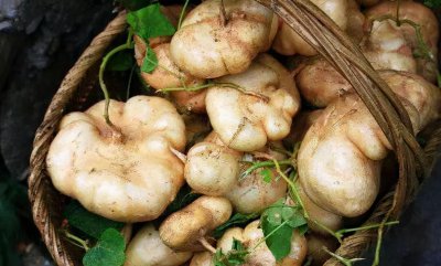 凉瓜是什么瓜 凉瓜学名及常见的几种吃法