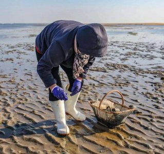 蛏子如何清理干净 手把手教你让蛏子吐沙又快又干净