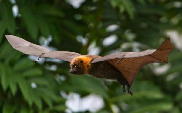 病毒存在多少亿年了