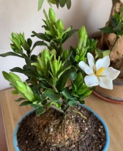 栀子花买回来几天就蔫了怎么办 新买栀子花打蔫怎么补救