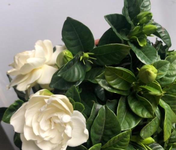 栀子花买回来几天就蔫了怎么办