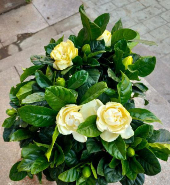 栀子花买回来几天就蔫了怎么办