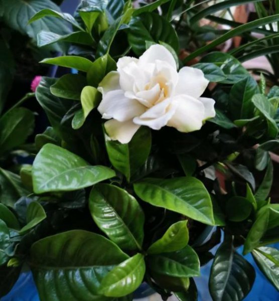 栀子花买回来几天就蔫了怎么办