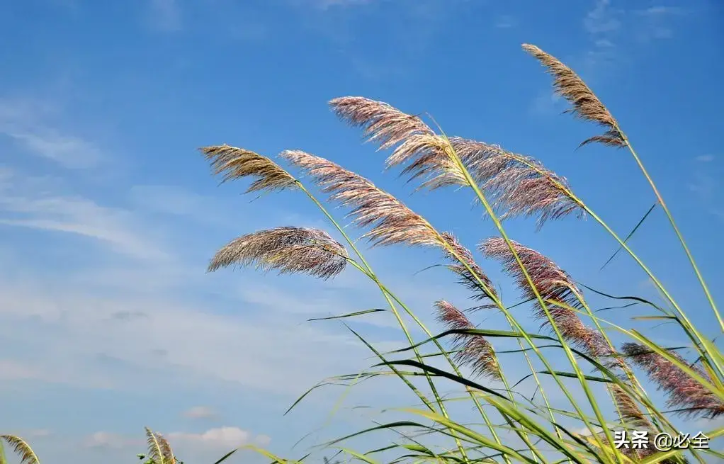 水生植物有哪几种类型