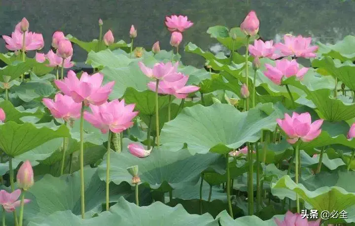 水生植物有哪几种类型