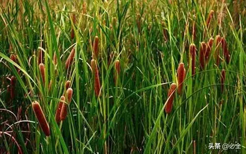 水生植物有哪几种类型