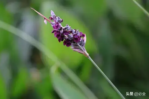 水生植物有哪几种类型