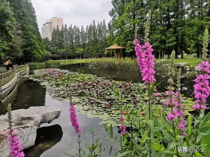 水生植物有哪几种类型