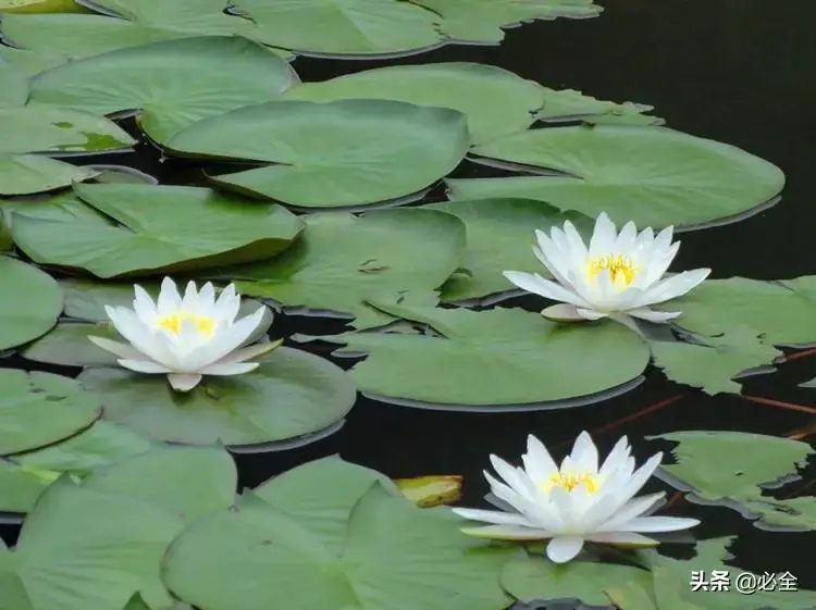 水生植物有哪几种类型