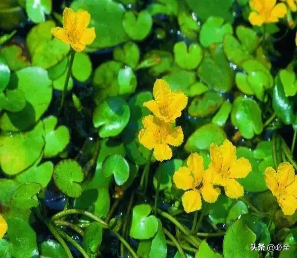 水生植物有哪几种类型