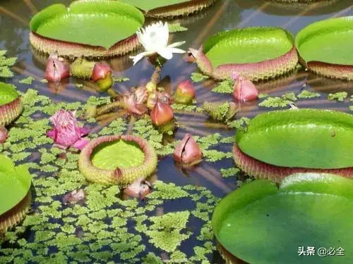 水生植物有哪几种类型