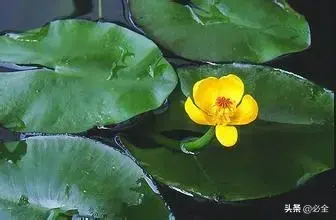 水生植物有哪几种类型