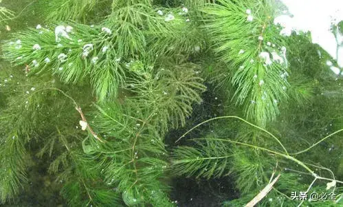 水生植物有哪几种类型