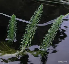 水生植物有哪几种类型