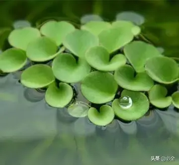 水生植物有哪几种类型