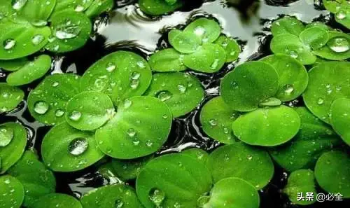 水生植物有哪几种类型