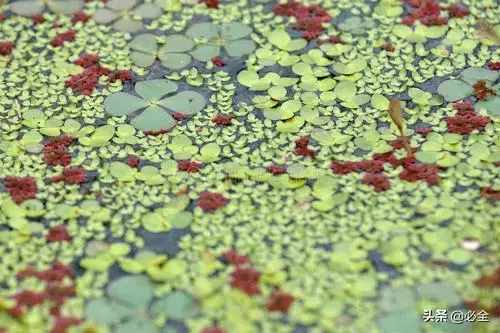 水生植物有哪几种类型