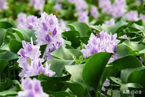 水生植物有哪几种类型