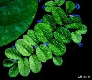 水生植物有哪几种类型