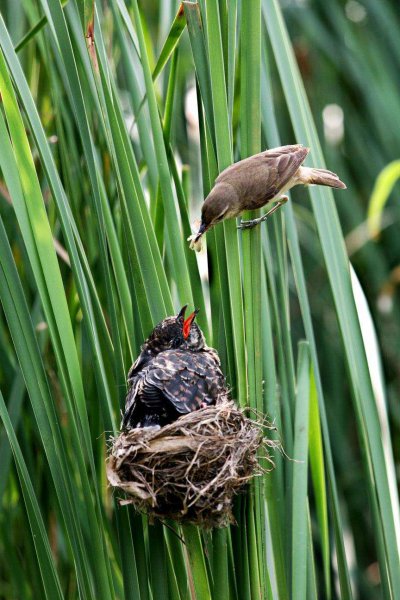杜鹃鸟简介资料