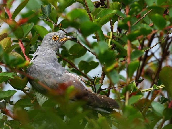 杜鹃鸟简介资料