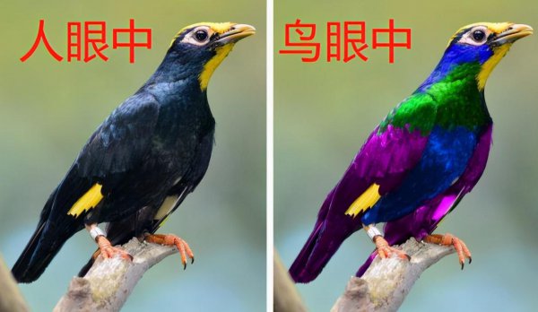 杜鹃鸟简介资料