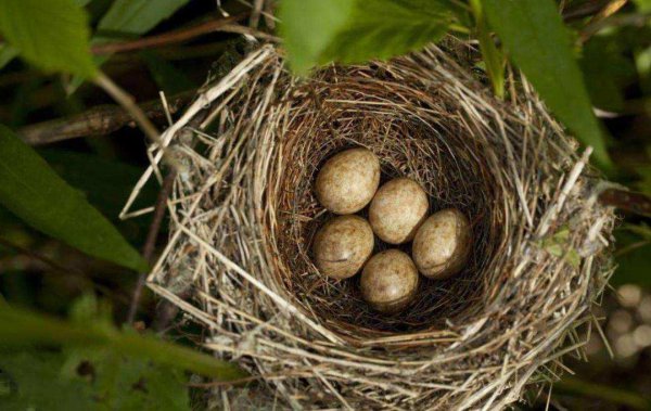 杜鹃鸟简介资料