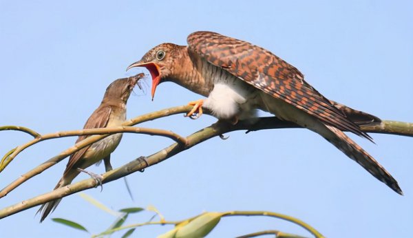 杜鹃鸟简介资料