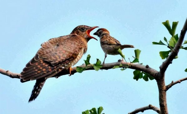 杜鹃鸟简介资料