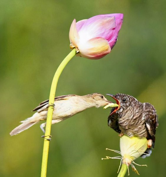 杜鹃鸟简介资料
