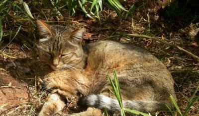 猫的祖先是什么动物 猫猫是由什么动物进化而来的