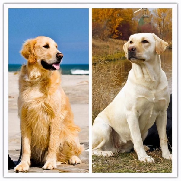 拉布拉多和金毛哪个聪明