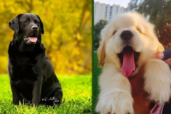 拉布拉多和金毛哪个聪明