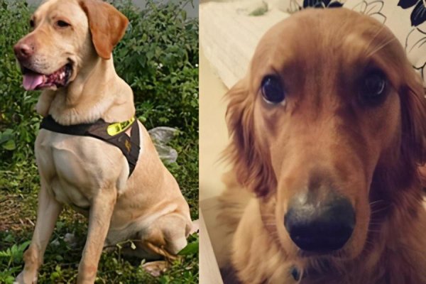 拉布拉多和金毛哪个聪明