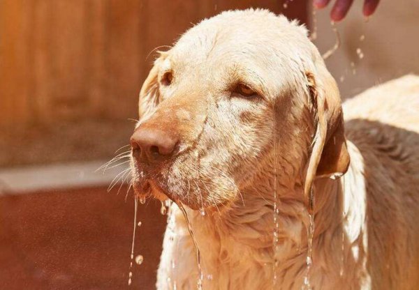 拉布拉多和金毛哪个聪明