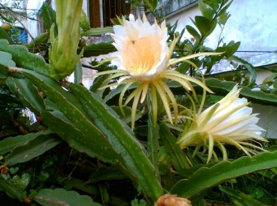 霸王花是什么植物的花 霸王花和火龙果花什么关系