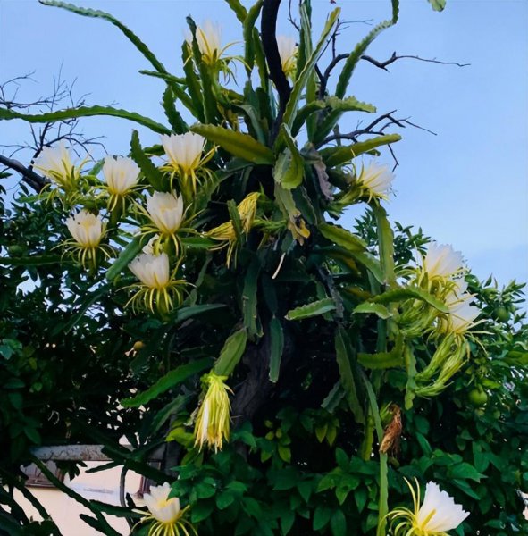 霸王花是什么植物的花