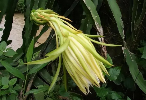 霸王花是什么植物的花